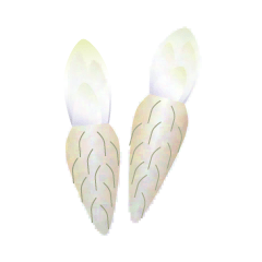 Chicory root
