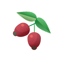 Rosehip